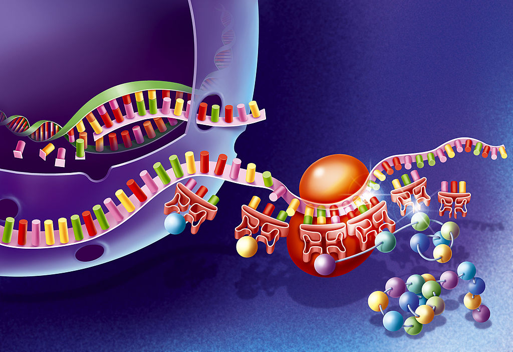 ما هي كودونات البدء والتوقف في الحمض النووي؟ وكيف تعمل؟