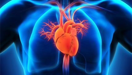 لماذا تمتلك اجسامنا قلبا واحدا ورئتين وليس العكس ؟