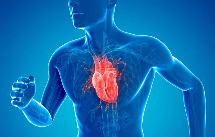 كيف يعمل القلب؟
