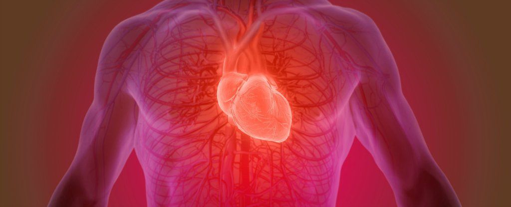 هل نملك حقًا عدد محدد من دقات القلب خلال مسيرة حياتنا؟ إليك ما يقوله العلم