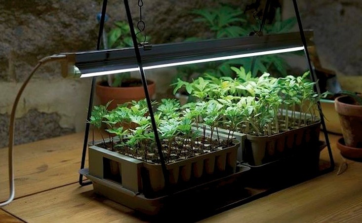 هل زراعة النباتات في الضوء الاصطناعي ممكنة - هل يمكن أن تنمو النباتات في الضوء الاصطناعي - الفارق في نمو النباتات بين الضوء الاصطناعي وضوء الشمس