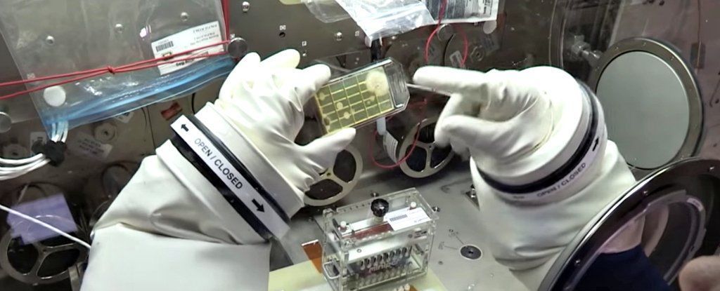 اكتشاف أول ميكروبات في الفضاء والمحطة الدولية تبحث الموضوع