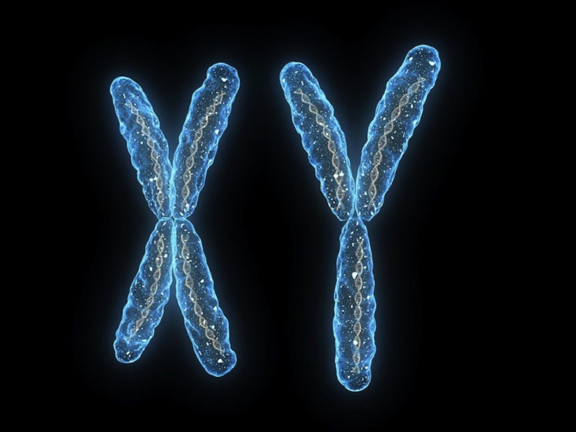 بحث جديد يكتشف أن دور الكروموسوم الذكري Y يتعدى تحديد الجنس