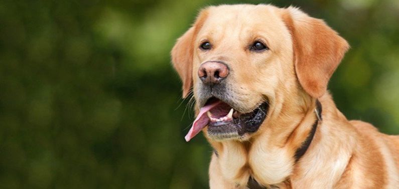 مؤسسة كلاب الكشف الطبي تساعد مرضى السكري في تنظيم مستوى الإنسولين