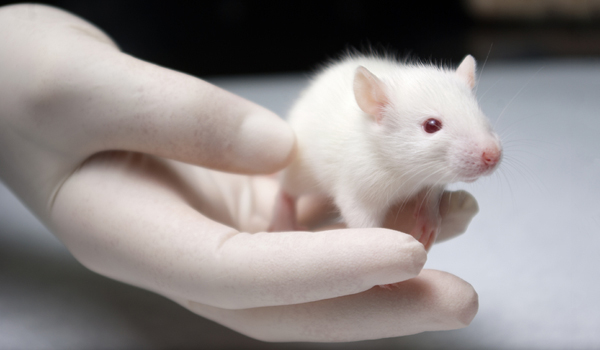 زراعة خلايا عصبية إنسانية في الفئران - انظر ماذا حدث لها ؟