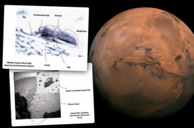 عالم حشرات يدعي وجود صور تظهر أدلة على الحياة في المريخ - حشرات ذات بنية مشابهة للنحل تعيش على كوكب المريخ - كائنات شبيهة بالزواحف - الحشرات