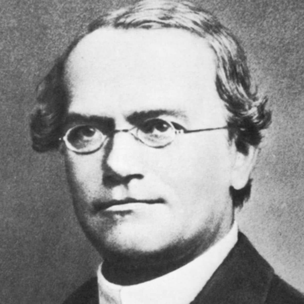 غريغور مندل مؤسس علم الوراثة الحديث