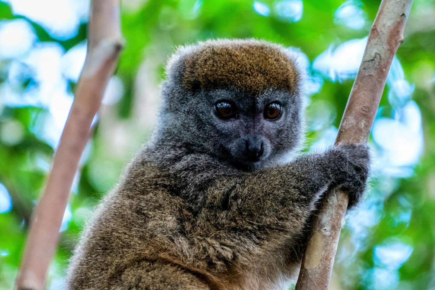 23 مليون سنة يحتاجها التنوع البيولوجي في مدغشقر للتعافي وتعويض الأنواع المنقرضة