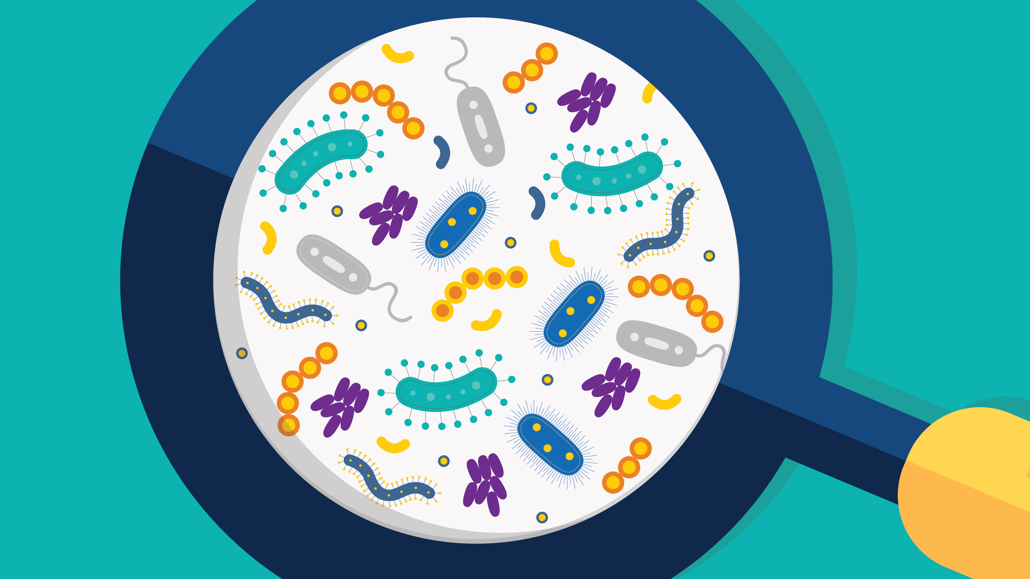 ما هي الميكروبيوتا البشرية - تعيش ملايين الأحياء الدقيقة من الجراثيم والميكروبات في أمعاء الإنسان - البيئة الداخلية لجسم الإنسان 