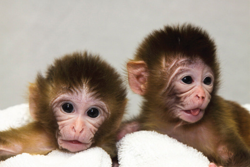 لأول مرة: ابتكار بنىً شبيهة بالجنين من الخلايا الجذعية الجنينية من القرود وزرعها في الرحم