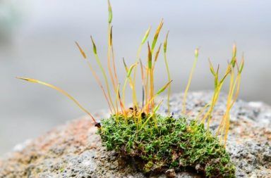 النباتات اللاوعائية نوع من النبات التي لا تمتلك أنسجة وعائية خاصة الطحالب الخضراء الحزازيات النباتات الكبدية النباتات الزهقرنية