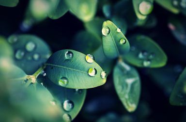 أظهرت دراسة جديدة أن النباتات تصاب بالذعر أثناء المطر الأرض مبللة بالمطر إلى جانب أشعة الشمس والقليل من ثاني أكسيد الكربون