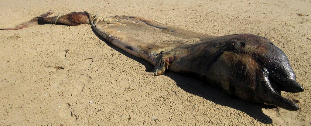 مخلوقٌ بحريٌّ غامضٌ يظهر في ناميبيا