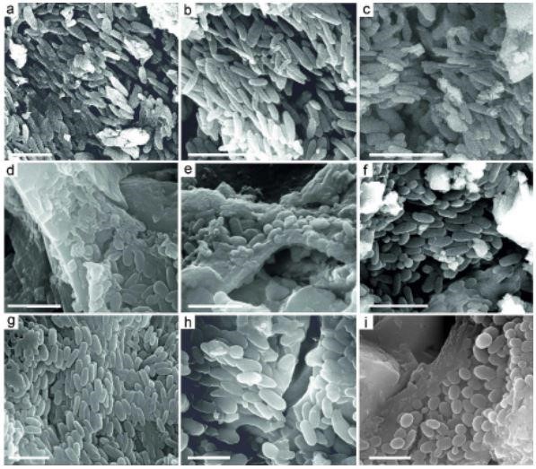 مسح الصور المجهرية الإلكترونية للميلانوزومات في الأنسجة الرخوة لأحفورة Tupandactylus imperator.
