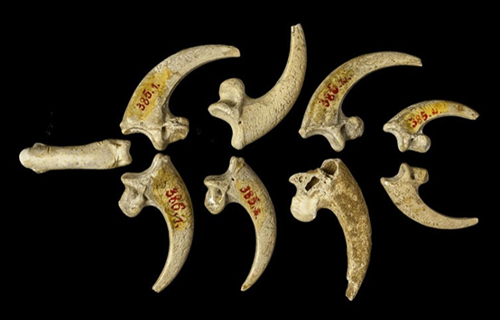 صنع النياندرتال حليهم من مخالب النسر. وأقدم الأمثلة كان منذ 130 ألف سنة. وعُثر على أسنان الحيوانات مثقوبةً وعاجٍ مصقول، في مواقع إنسان نياندرتال مثل كهف جروت دو رين في فرنسا. واستخدموا أيضًا الصبغة لتزيين أجسادهم أو تمويهها. تُظهر التعديلات التي أجراها النياندرتال على مخالب النسر أن القطعة كانت جزءًا من قلادة أو سوار