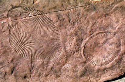 أحفورة الديكنسونيا Dickinsonia: حيوان، نبات، أم فطر؟