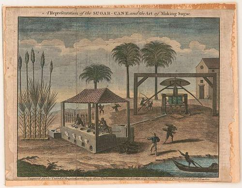 صناعة قصب السكر في المستعمرات