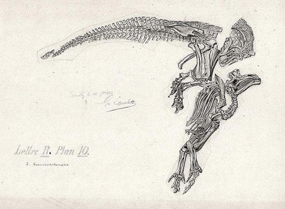 أحفورة إيغوانودون Iguanodon: أنف أم إبهام؟
