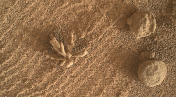 مشهد آخر مثير للاهتمام على سطح المريخ: «زهرة معدنية» وتكوينات صخرية أخرى على سطح المريخ، التقطتها مركبة كيوريوسيتي في 25 فبراير 2022