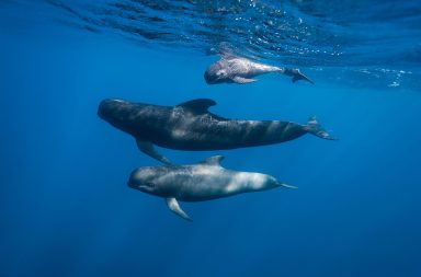 تصنف الحيتان الزرقاء والحيتان ذات الزعنفة أكبر حيوانات وُجدت على وجه الأرض. كيف يمكن أن تساعدنا الحيتان الكبيرة في محاربة التغير المناخي؟