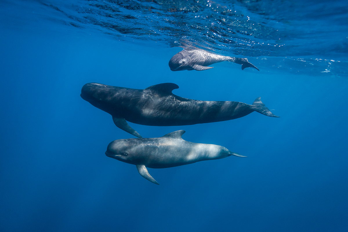 كيف يمكن أن تساعدنا الحيتان على محاربة تغير المناخ؟