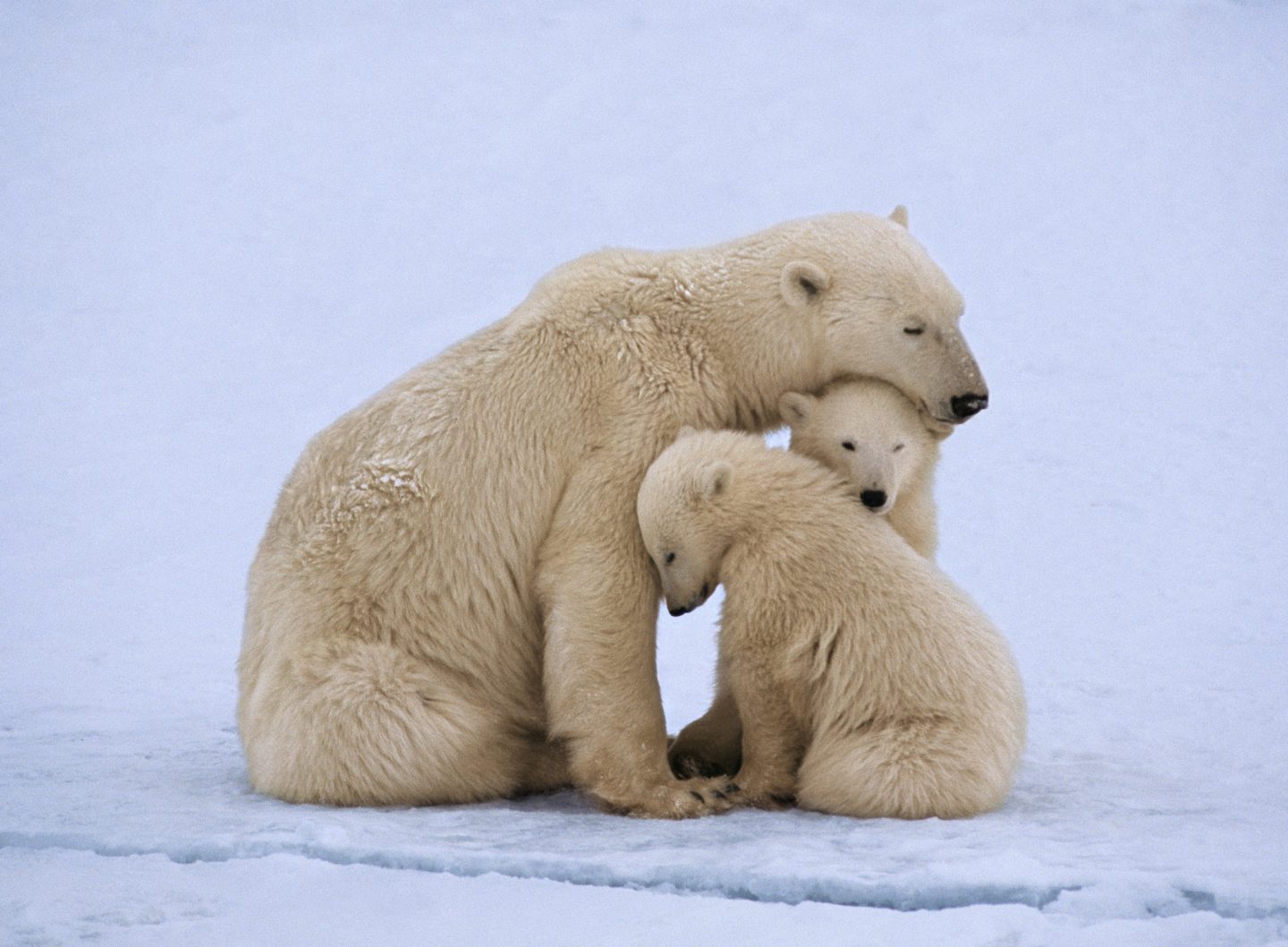 هل تصمد الدببة القطبية أمام تغير المناخ وذوبان الجليد في القطبين؟