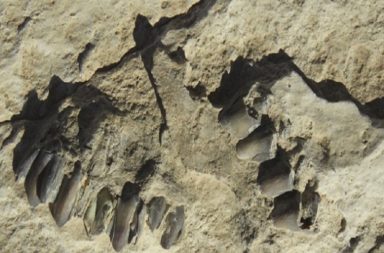 العثور على آثار أقدام بشرية في شبه الجزيرة العربية يعود تاريخها 120 ألف عام - اكتشاف آثار أقدام بشرية وحيوانية قديمة في صحراء النفود