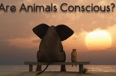 هل الحيوانات واعية ؟ وما هو مفهوم الوعي لديها؟ - الحيوانات تملك وعيًا.. ويجب علينا معاملتها وفقًا لذلك - هل تفكر الحيوانات مثلما يفكر البشر؟