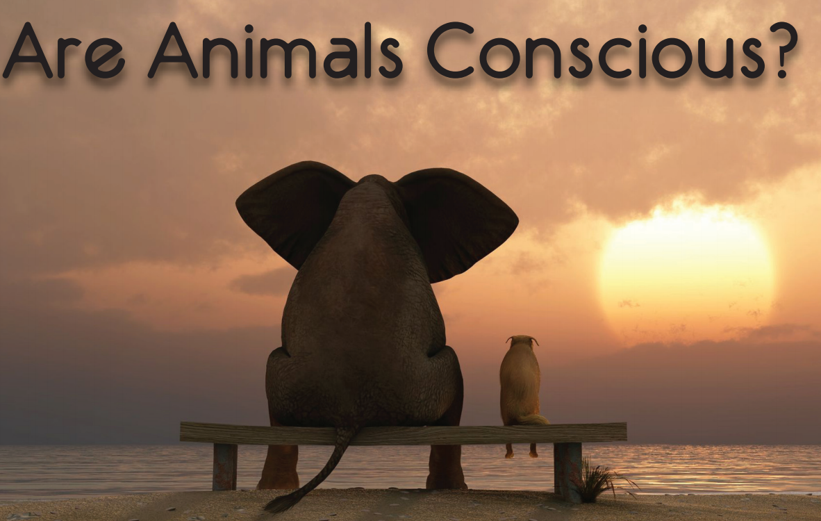 هل الحيوانات واعية ؟ وما هو مفهوم الوعي لديها؟