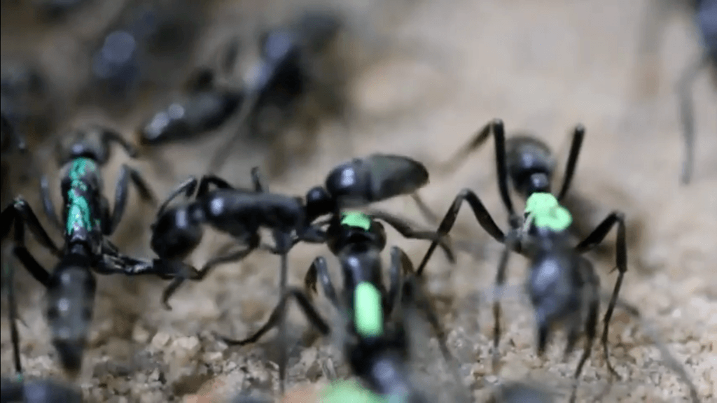 نوعٌ مِن النمل المفترس يعالج ويُجلي جنوده المصابين