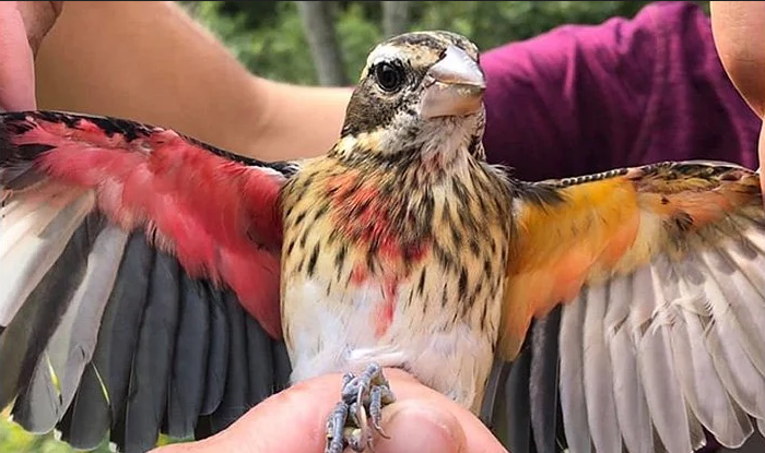 الباحثون يكتشفون أول طائر خنثى - ازدواج الصفات الجنسية الثنائي - التباينات بين نصفي الطائر اليسار واليمين - أحد أنواع الطيور مزدوج الصفات الجنسية 