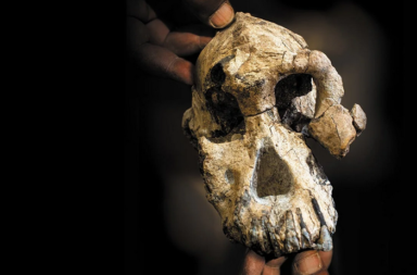 جمجمة سلف الإنسان قبل سبعة ملايين عام قد لا تكون مثلما نظن - الميزات الشبيهة بالقردة والشبيهة بالإنسان - أشباه البشر - أسلاف البشر - ساهيلانثروبوس