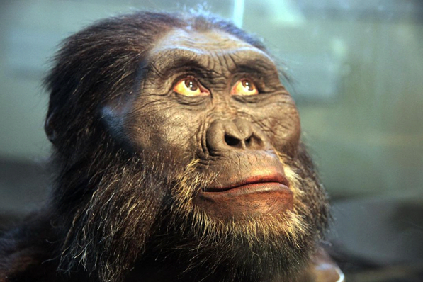 لماذا فقد الإنسان الحديث الفرو الذي كسا أسلافه - الفرضيات حول سبب تحول الإنسان إلى عاري جلد في عالم الرئيسيات - سبب وجود شعر الجسم - نمو الشعر