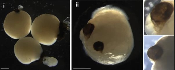 تظهر الصورة العضو الدماغي الذين نمّاه الباحثون وتظهر عليه الأكواب البصرية وعمره 60 يومًا. (Gabriel et al., Cell Stem Cell, 2021)