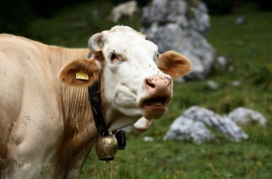 اكتشف العلماء كيفية تدريب الأبقار على استخدام المرحاض - هل يمكن تدريب الأبقار على استخدام المرحاض؟ وما فائدة ذلك؟ الحصول على بول الأبقار
