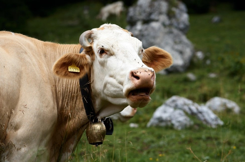 اكتشف العلماء كيفية تدريب الأبقار على استخدام المراحيض