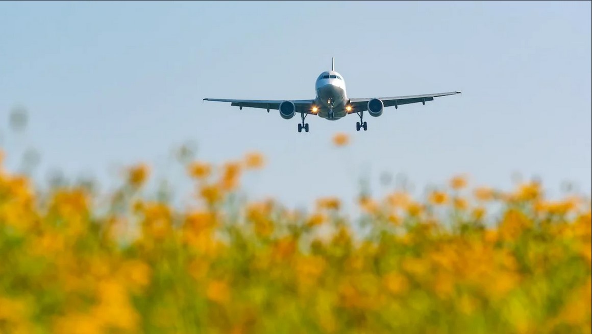 دراسة تكشف عن وقود جديد للطائرات: صديق للبيئة ومصنوع من نبات الخردل