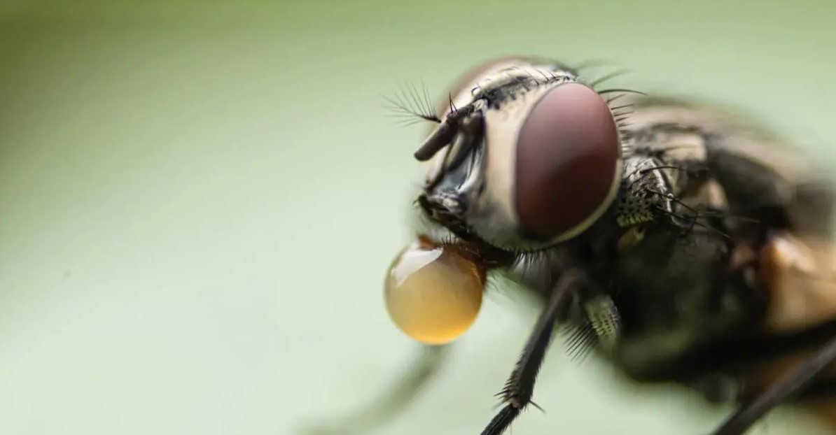 هل حقًا يتقيأ الذباب عندما يحط على طعامك؟