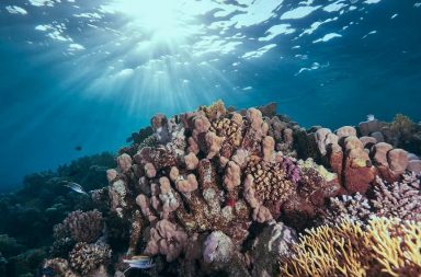 تُعد الشعاب المرجانية من المخلوقات المهددة، التي قد ينتهي بها الأمر مختفيةً عن وجه أرضنا، ما يهدد التناسق الإيكولوجي للحياة البحرية بفعل الاحتباس الحراري
