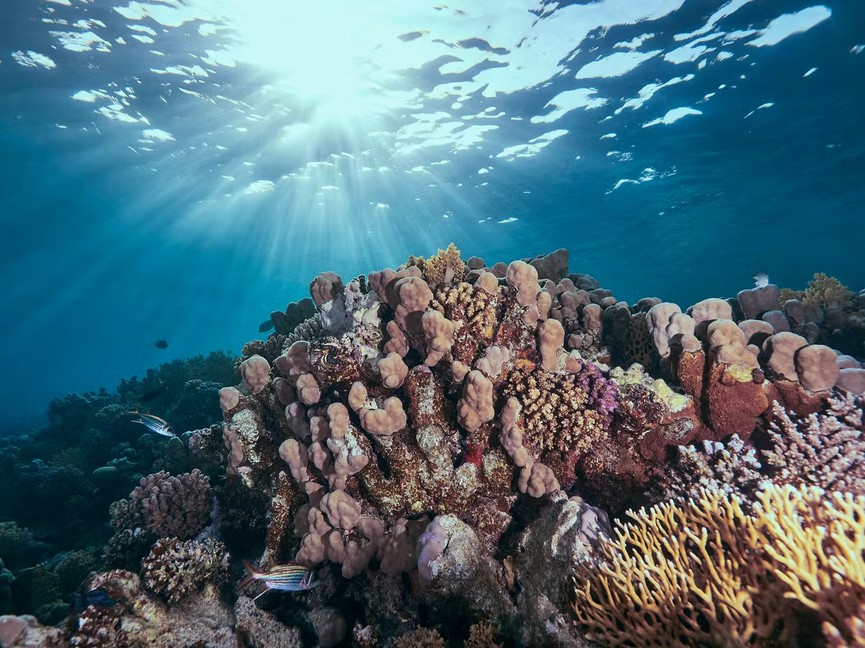الاحتباس الحراري يهدد الشعاب المرجانية بالزوال!
