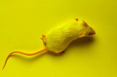 تمكّن لقاح تجريبي مضاد للشيخوخة من تخليص أجسام فئران من الخلايا المسنة، ما ساهم في إطالة عمرها ةعكس بعض أعراض الشيخوخة. فهل سينجح على البشر؟