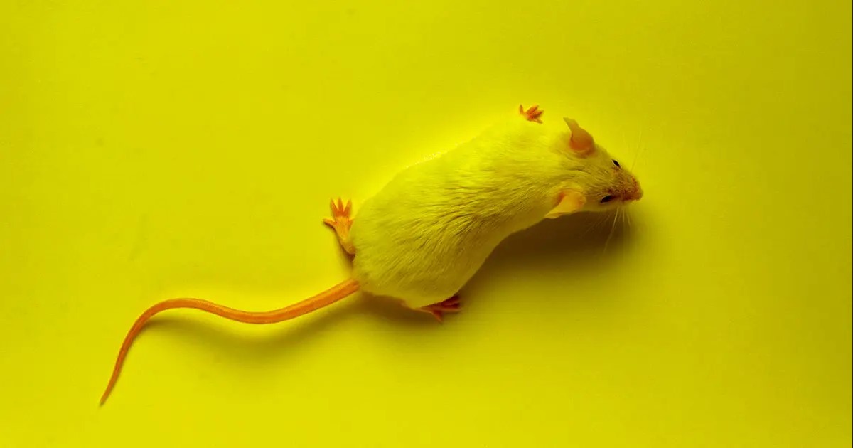 لقاح مضاد للشيخوخة واعد للفئران، هل سينجح على البشر؟