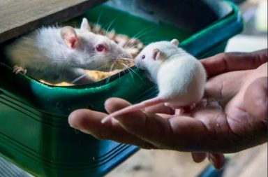 تستخدم مئات ملايين فئران التجارب في العديد من التجارب حول العام. الحالات الصحية السريرية التي تستخدم فيها فئران التجارب للدراسة