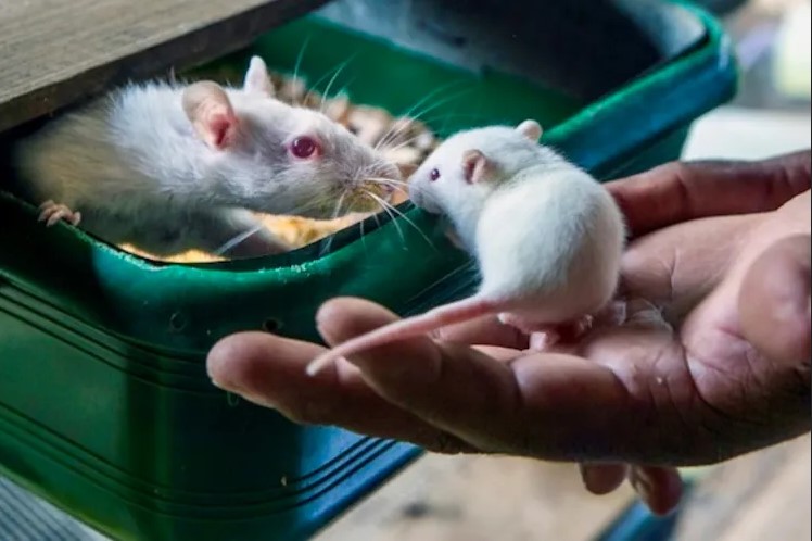 الحالة النفسية لفئران التجارب تثير تساؤلات حول نتائج الأبحاث!
