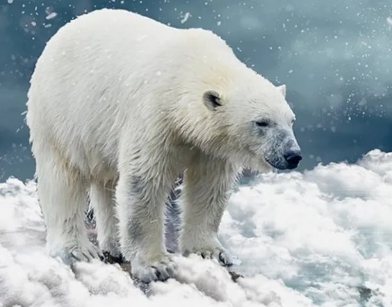 كيف تتشكل الأنواع؟ دراسة توضح تاريخ العلاقة المعقدة بين الدببة القطبية والبنية