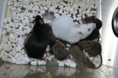 نجح العلماء في استنساخ عدد من الفئران من خلايا جلدية لها مجففدة بالتبريد في سابقة علمية هي الأولى من نوعها - استنساخ الخلايا بعد التجفيف بالتجميد