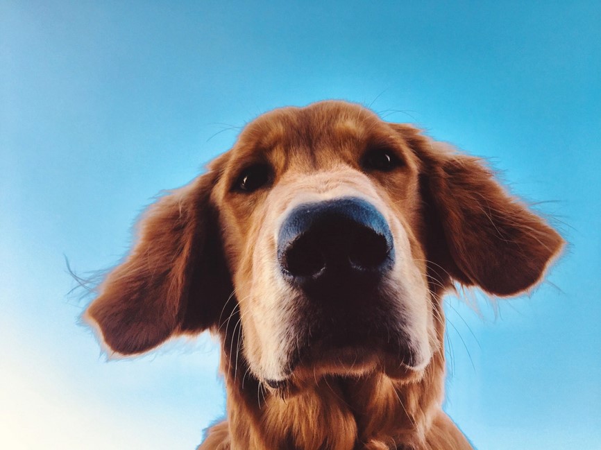 كيف تستطيع الكلاب الرؤية عبر حاسة الشم؟