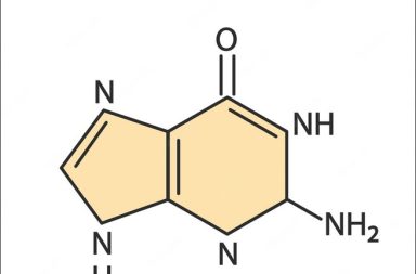 ما الفرق بين الأدنين والغوانين؟ ما تفاعلات الغوانين البيولوجية الشائعة؟ ما الوظائف البيولوجية للغوانين؟ ما هو مركب الغوانين وما وظائفه؟