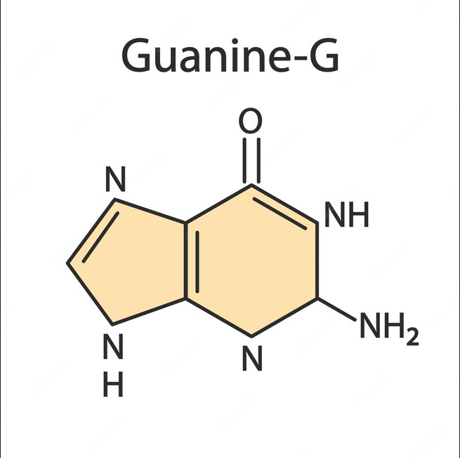 كل ما تريد معرفته عن الغوانين Guanine