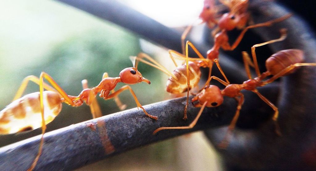 تعرّف على النمل المتفجر: يفجر نفسه بأعدائه!!